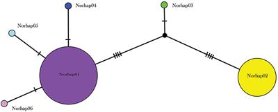 Phylogeography of Invasive Rats in New Zealand